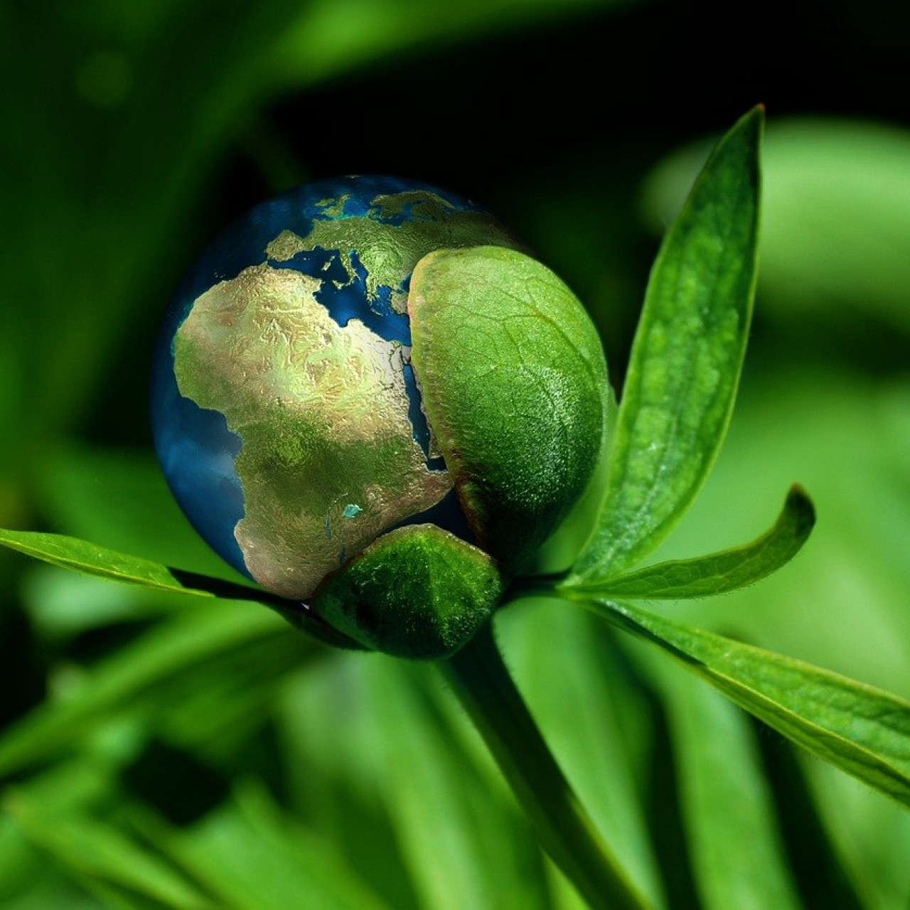 Bild von Gerd Altmann auf Pixabay